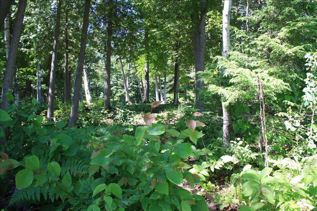 Graham Green Park Graham Green Park